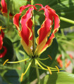 Glorioza Plezalna - Gloriosa rotschildana - čebulnice - 1 kos