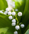 Šmarnica dišeča bela - Convallaria majalis - prostokoreninske sadike šmarnice - 1 kos