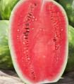 Lubenica Lajko F1 - Citrullus lanatus - semena lubenice - 5 kosov
