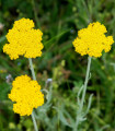 Rumena tavžentroža Parkers - Achillea filipendulina - semena tavžentrože - 900 kos