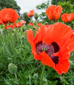 Източен мак Scharlach - Papaver orientale - семена на мак - 400 бр.