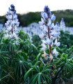 Modra ozkolistna volčji bob - Lupinus angustifolia - semena volčjega boba - 20 kos
