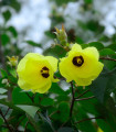 Ibišek lipolistni - Hibiscus tiliaceus - semena ibiška - 10 ks