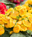 Pantoflíček celolistý - Calceolaria integrifolia - semena pantoflíčku - 5 kosov