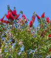 Ščetkavec - Callistemon citrinus - semena ščetkavca - 10 kosov