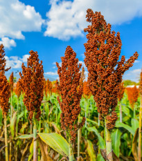 Navadni sirek - Sorghum bicolor - semena sirka - 100 kosov