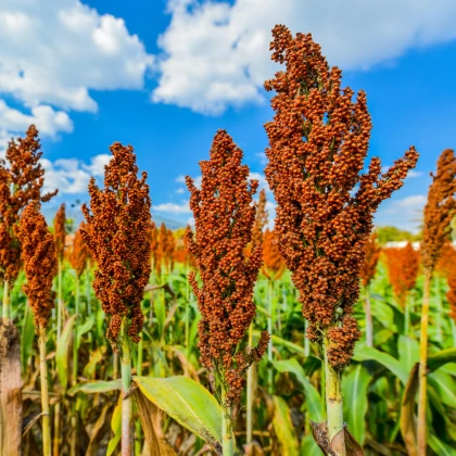 Navadni sirek - Sorghum bicolor - semena sirka - 100 kosov