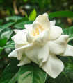 Gardenija – Gardenia jasminoides – semena gardenije – 6 kosov