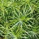 Papyrus střídavolistý - Šáchor - Cyperus alternifolius - semena papyru - 15 ks