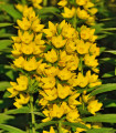 Vrbina navadna - Lysimachia vulgaris - semena vrbine - 200 kos