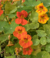 Nasturcija nizka Alaska Mix - Tropaeolum nanum - semena nasturcije - 15 kos