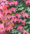 Presač trokrpi - Parthenocissus tricuspidata - semena presača - 7 kosov