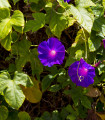 Vijolica Morning Glory – Ipomoea purpurea – semena – 25 kosov