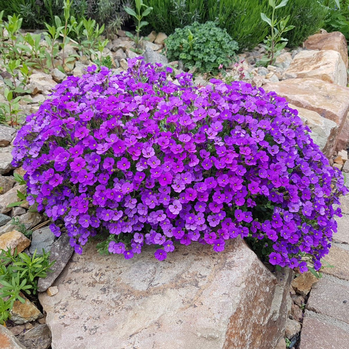 Tařička zahradní fialová - Aubrieta hybrida - semena tařičky - 200 ks
