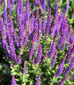 Šalvia hajná Blue Queen - Salvia nemorosa - semena šalvie - 20 ks