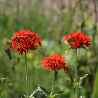 Kohoutek chalcedonský - Lychnis chalcedonica - semena kohoutku - 50 ks