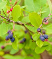 Drevo rozinec - Amelanchier alnifolia - prodaja semen - 7 kos
