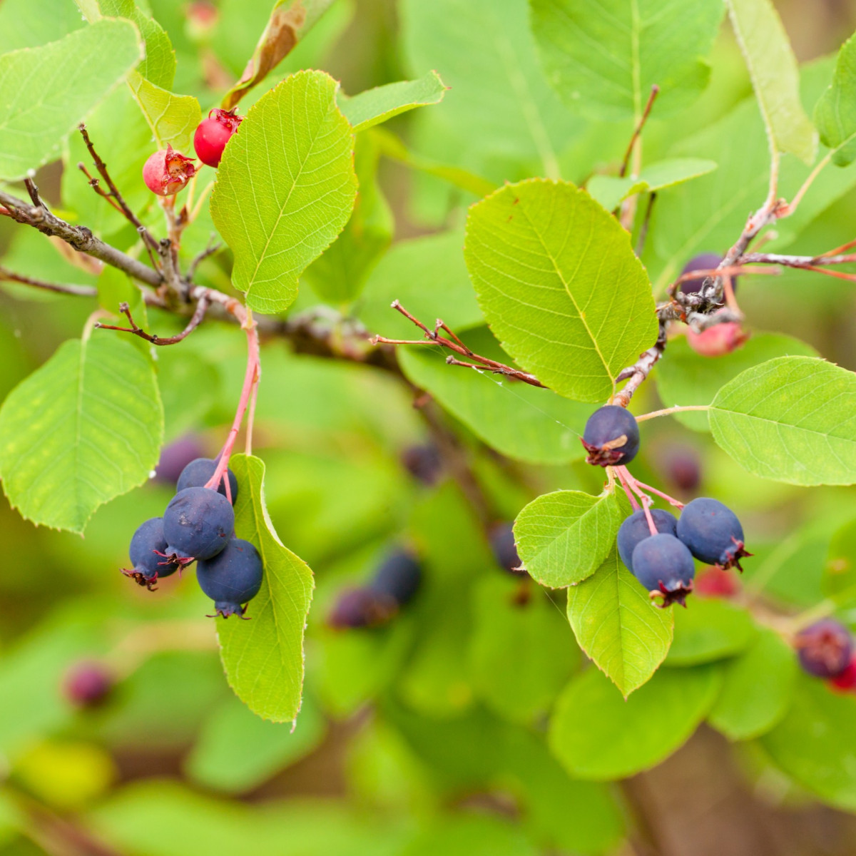Drevo rozinec - Amelanchier alnifolia - prodaja semen - 7 kos