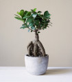 Tajvanski fikus – Ficus retusa – semena – 5 kosov