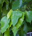 Sveta smokva - Ficus religiosa - semena smokve - 5 kosov
