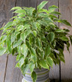 Fikus drobnolistni - Ficus benjamina - semena fikusa - 4 kos