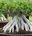 Fikusa ribes – Ficus ribes – semena – 5 kosov