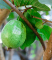 Guava - Psidium guajava - semena guave - 4 kosi