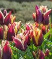 Tulipan Gavota - Tulipa - čebulice tulipana - 3 kosi