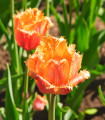 Tulipan Lambada - Tulipa - čebulice tulipana - 3 kosi