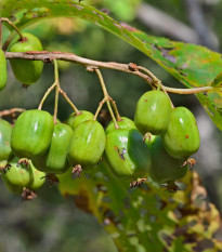 Minikiwi - Actinidia arguta - semena kiwi - 5 ks