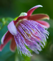 Mučenka maliformis - Passiflora maliformis - semena mučenke - 4 kosi