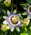 Modra pasijonka - Passiflora caerulea - semena pasijonke - 5 kosov