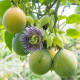 Mučenka pruhovaná - Passiflora ligularis - semena mučenky - 4 ks