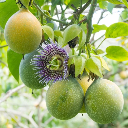 Mučenka pruhovaná - Passiflora ligularis - semena mučenky - 4 ks