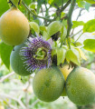 Mučenka prugasta - Passiflora ligularis - semena mučenke - 4 kos