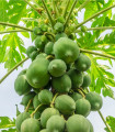 Rdeča papaja - Carica papaya - semena papaje - 5 kosov