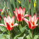 Tulipan Pinocchio – Tulipa – čebulice tulipana – 3 kosi – zaključeno