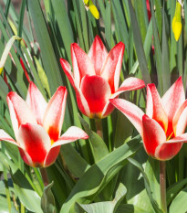 Tulipan Pinocchio – Tulipa – čebulice tulipana – 3 kosi – zaključeno