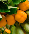 Japonski kaki - Diospyros kaki - semena kakija - 4 kos