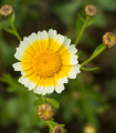 Užitna krizantema - Chrysanthemum coronarium - semena krizanteme - 400 kos