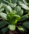 Pak Choi Hanakan F1 - Brassica rapa var rosularis - semena pak choi - 70 kosov