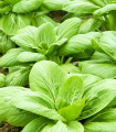 Choy Sum Fuubi - Brassica parachinensis - semena choy sum - 100 kos