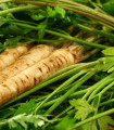 Pastinak Mitra – Pastinaca sativa – semena pastinaka – 1 g – izčrpano