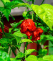 Chilli Carolina Reaper - Capsicum chinense - semena čili - 5 kos
