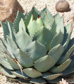 Agava parryi - Agave Parryi - semena agave - 9 kosov