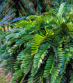 Zrnatolistna zamija – Zamia – Zamia furfuracea – semena zamije – 2 kos