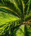 Celolistni kejak – Cikasa – Zamia floridana – semena cikase – 2 kos