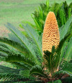 Japonski cikad - Cycas revoluta - semena cikasa - 2 kos