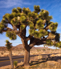 Juka kratkolistna - Joshua Tree - Yucca brevifolia - semena juke - 20 kosov