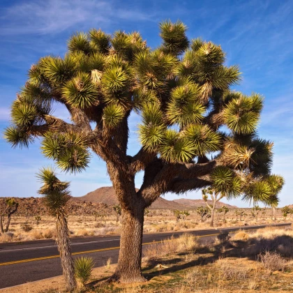 Juka kratkolistna - Joshua Tree - Yucca brevifolia - semena juke - 20 kosov